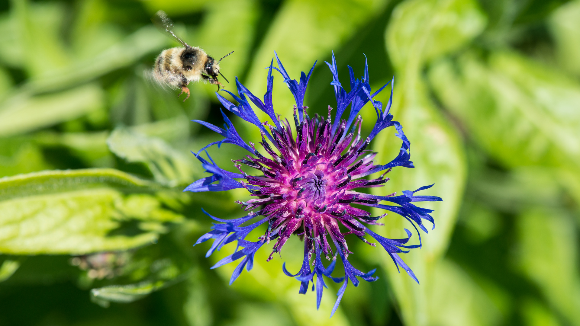 Hummel im Anflug