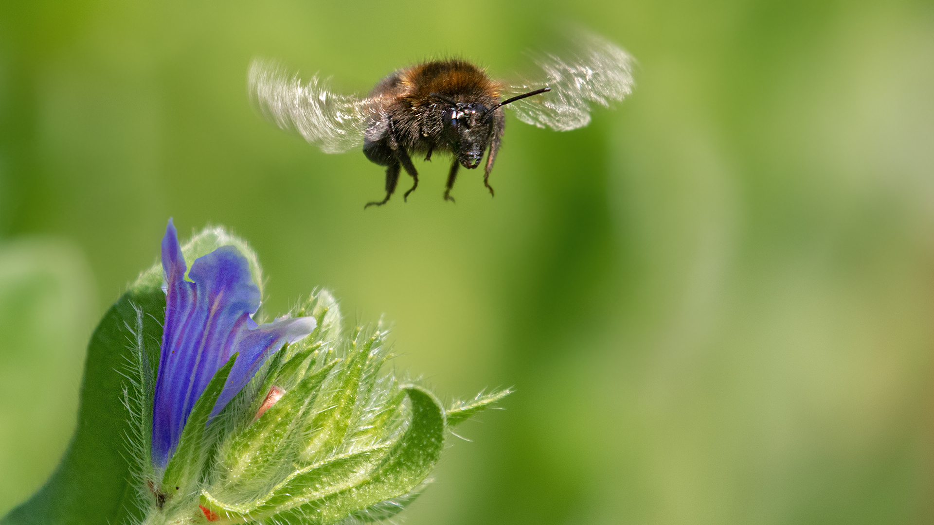 Hummel im Anflug