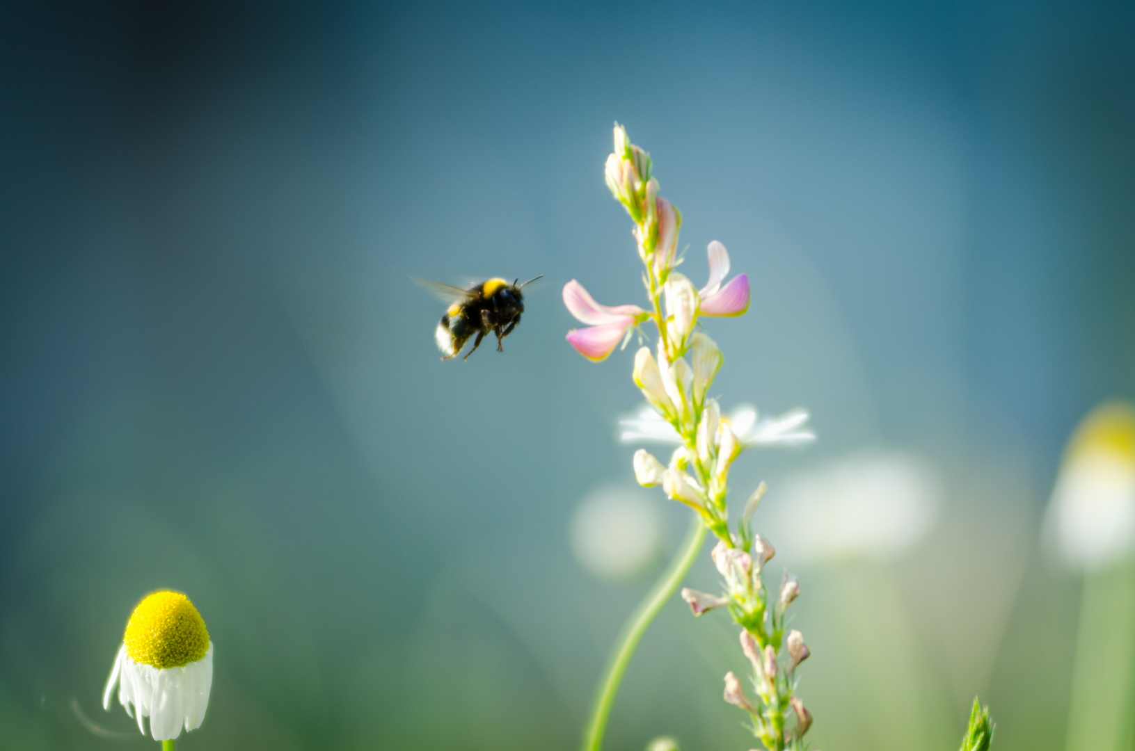 Hummel im Anflug