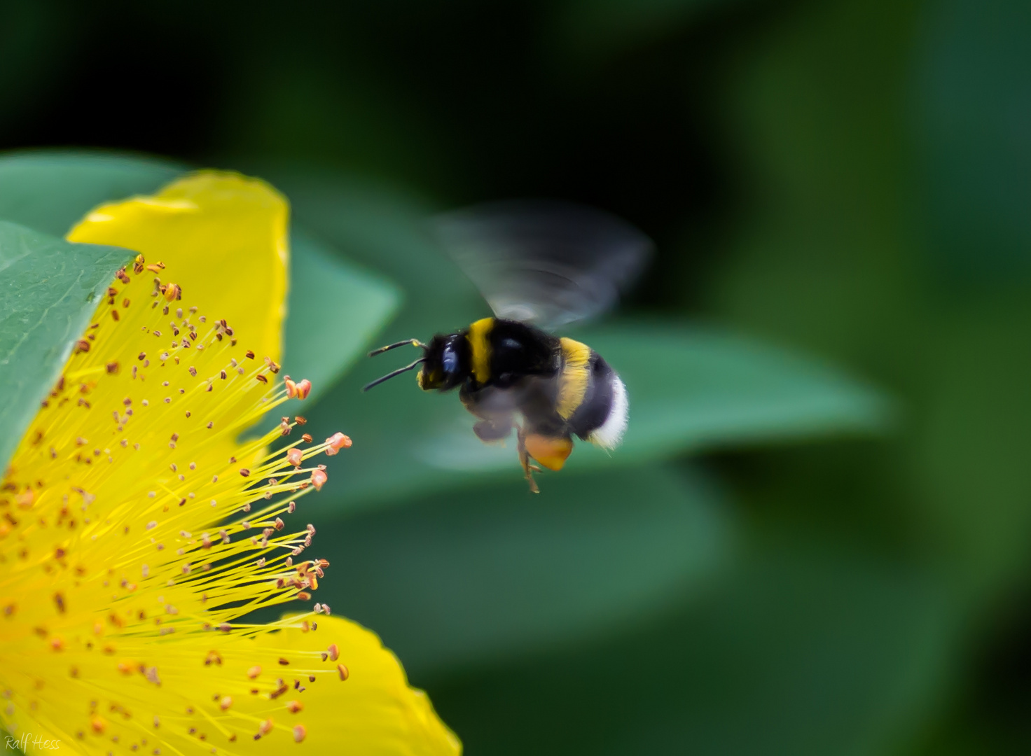 Hummel im Anflug