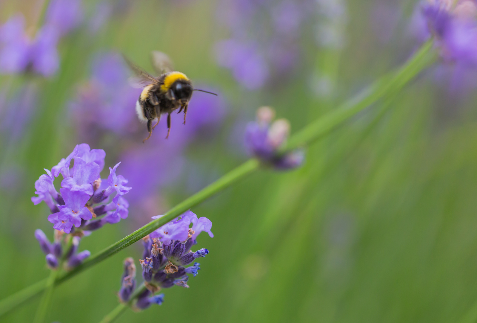 Hummel Im Anflug...