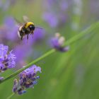 Hummel Im Anflug...