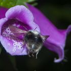 Hummel im Anflug