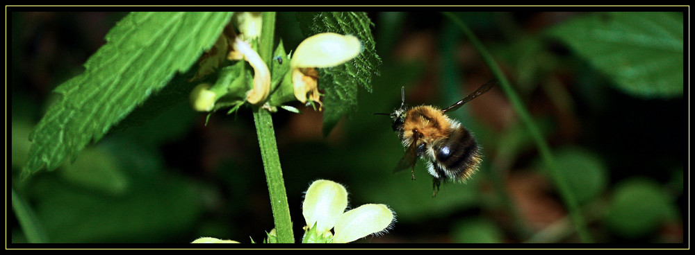 Hummel im Anflug