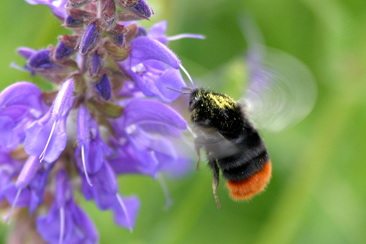 Hummel im Anflug