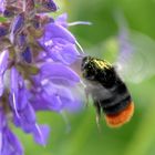 Hummel im Anflug