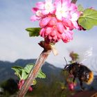 Hummel im Anflug