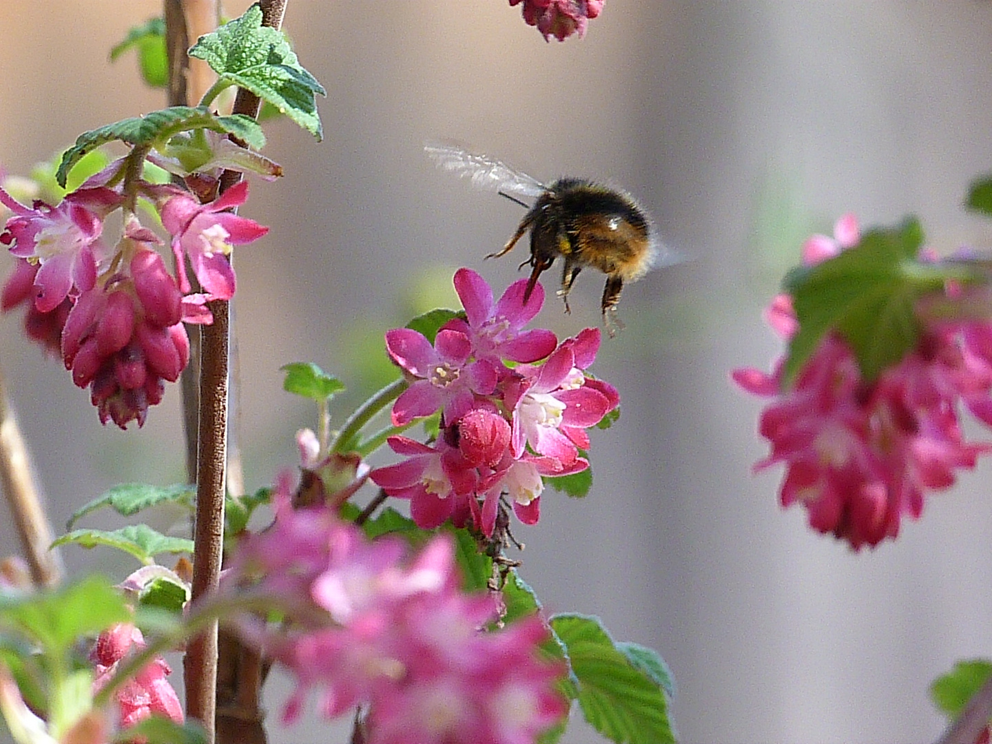 Hummel im Anflug