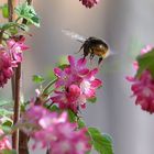 Hummel im Anflug