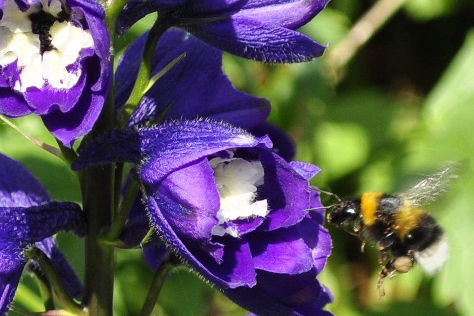 Hummel im Anflug