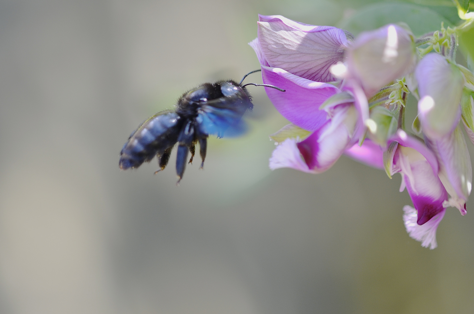 Hummel im Anflug