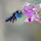 Hummel im Anflug