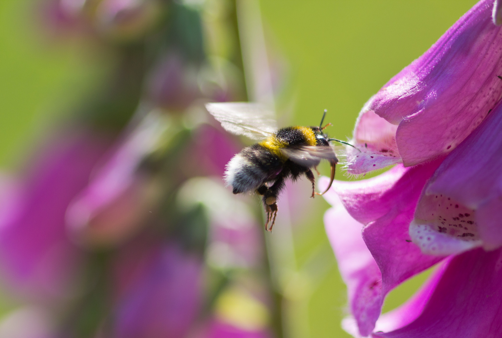 Hummel im Anflug