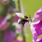 Hummel im Anflug