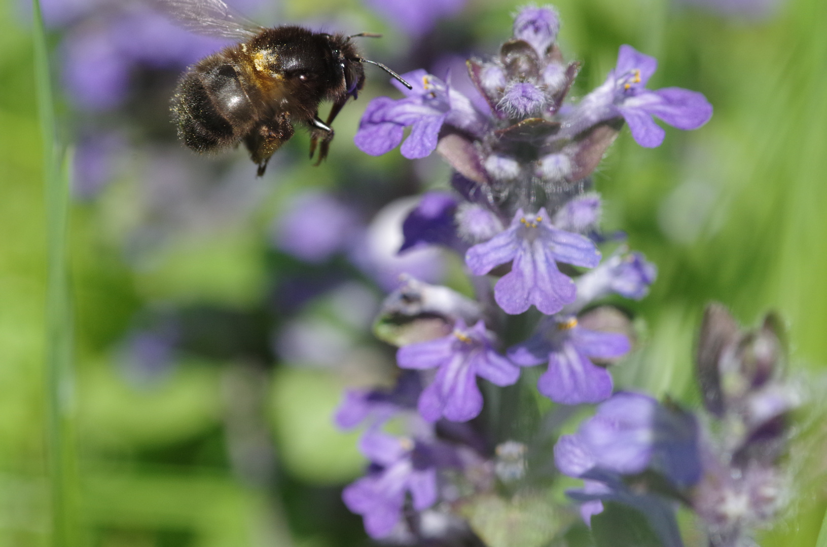 Hummel im Anflug