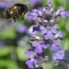 Hummel im Anflug