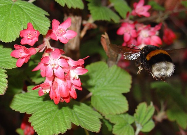 Hummel im Anflug