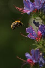 Hummel im Anflug