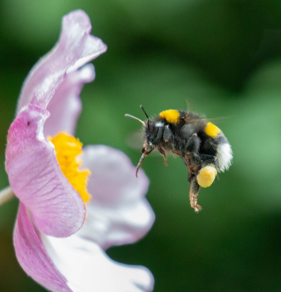 Hummel im Anflug