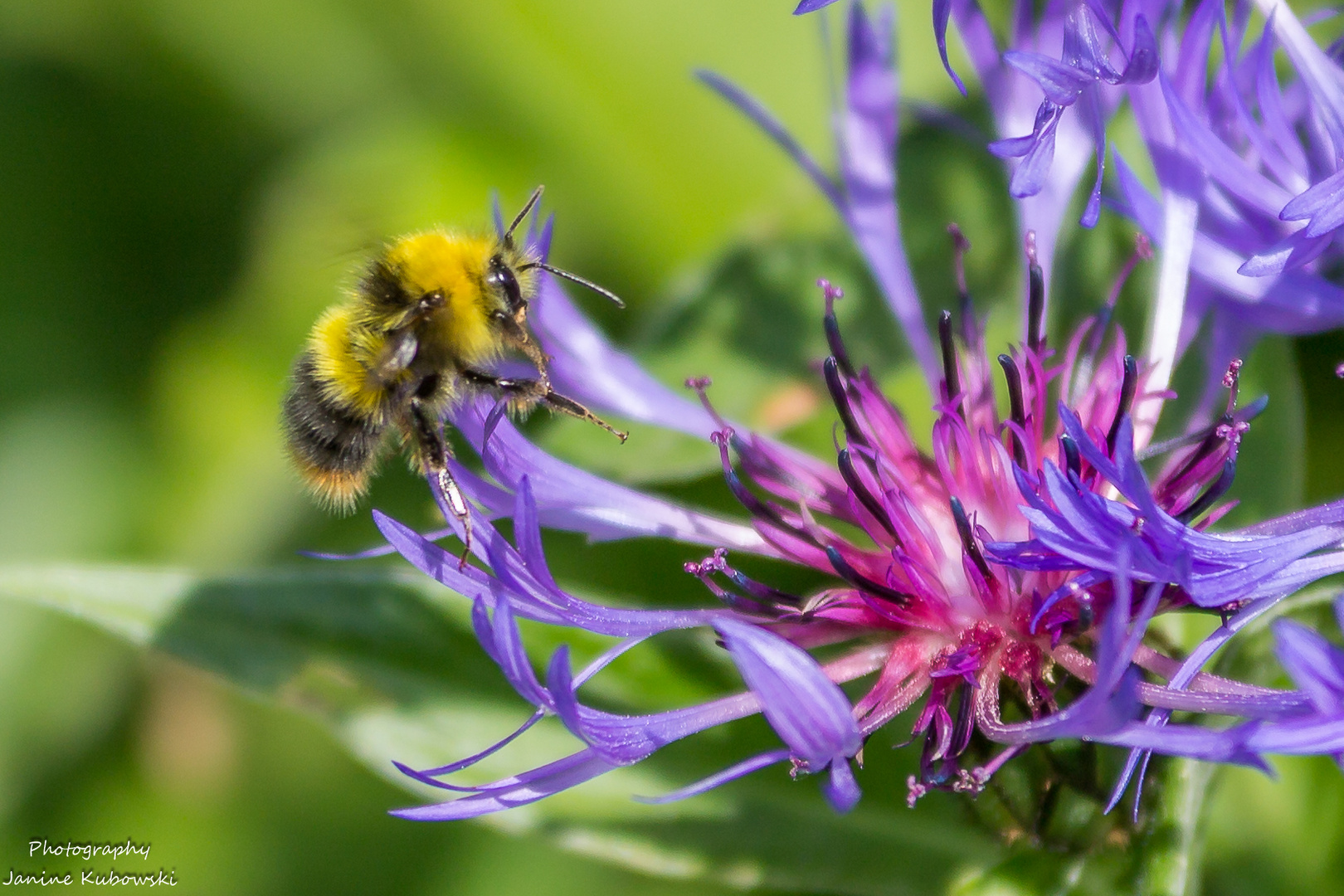 Hummel im Anflug