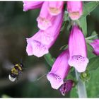 Hummel im Anflug