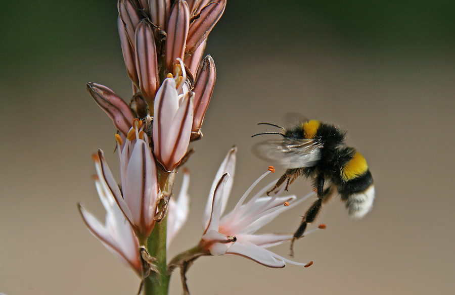 Hummel im Anflug auf Affodill