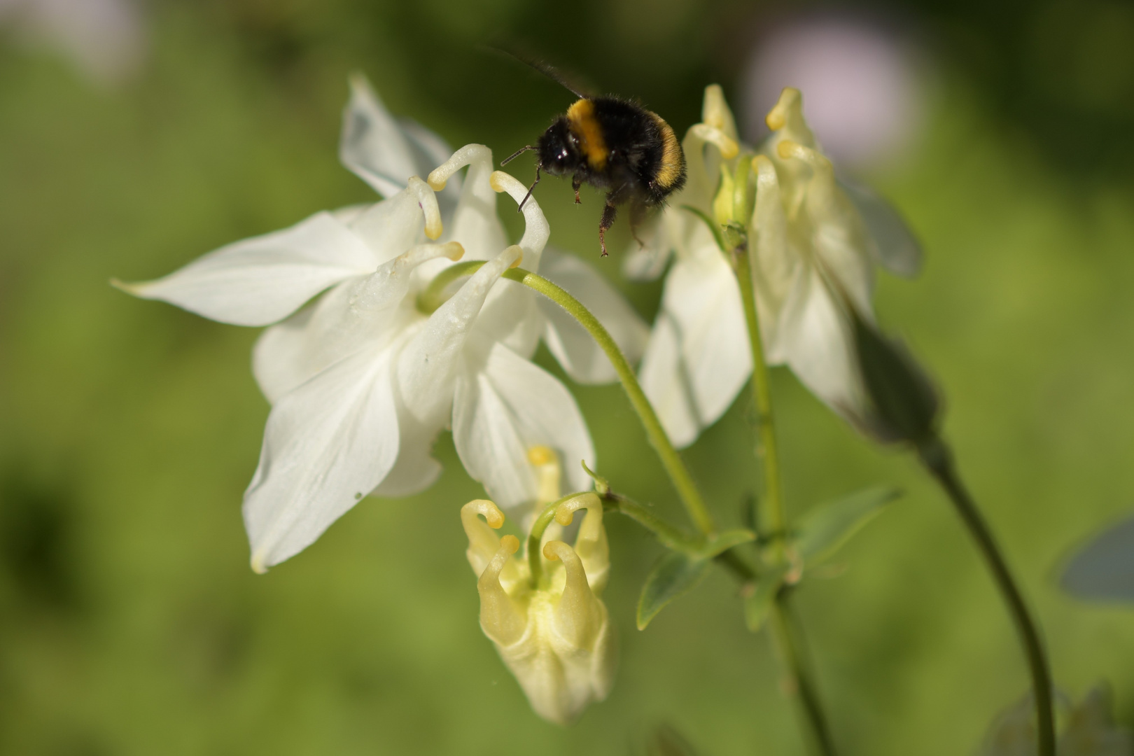 Hummel im Anflug auf Akelei