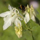 Hummel im Anflug auf Akelei