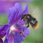 Hummel im Anflug auf . . .