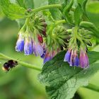 Hummel im Anflug auf Beinwellblüten