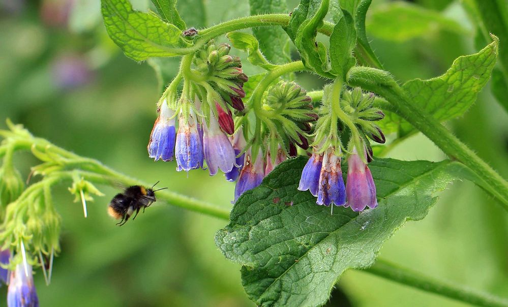 Hummel im Anflug auf Beinwellblüten