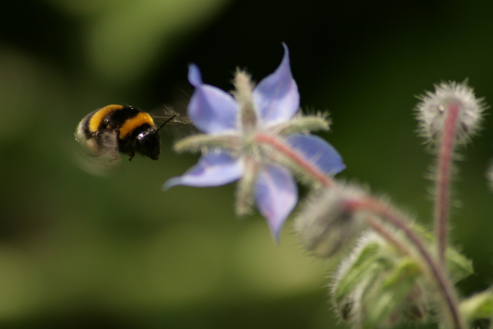 Hummel im Anflug auf Blüte