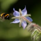 Hummel im Anflug auf Blüte