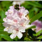 Hummel im Anflug auf den Naktar in den Rhododendronblüten