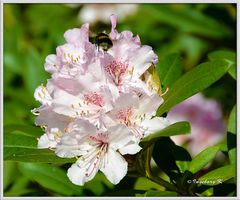 Hummel im Anflug auf den Naktar in den Rhododendronblüten