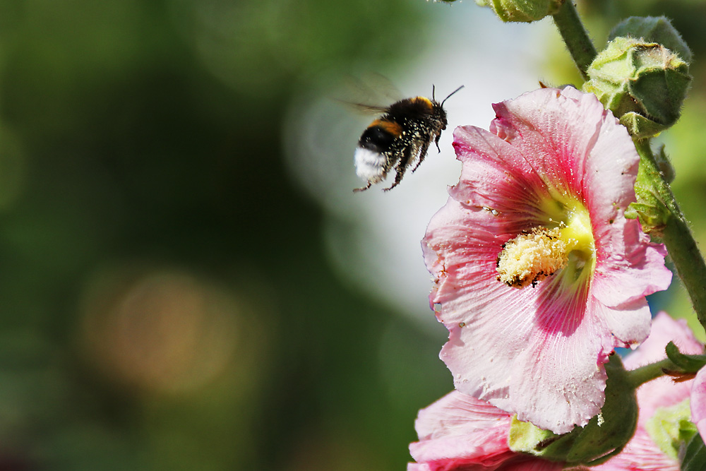 Hummel im Anflug auf die Blüte