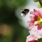 Hummel im Anflug auf die Blüte