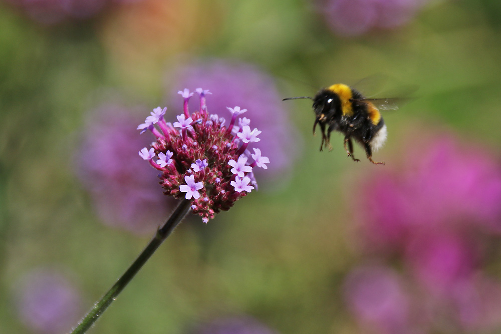 Hummel im Anflug auf die Blüten 