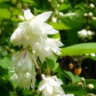 Hummel im Anflug auf die Blüten der Deutzie