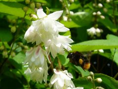 Hummel im Anflug auf die Blüten der Deutzie