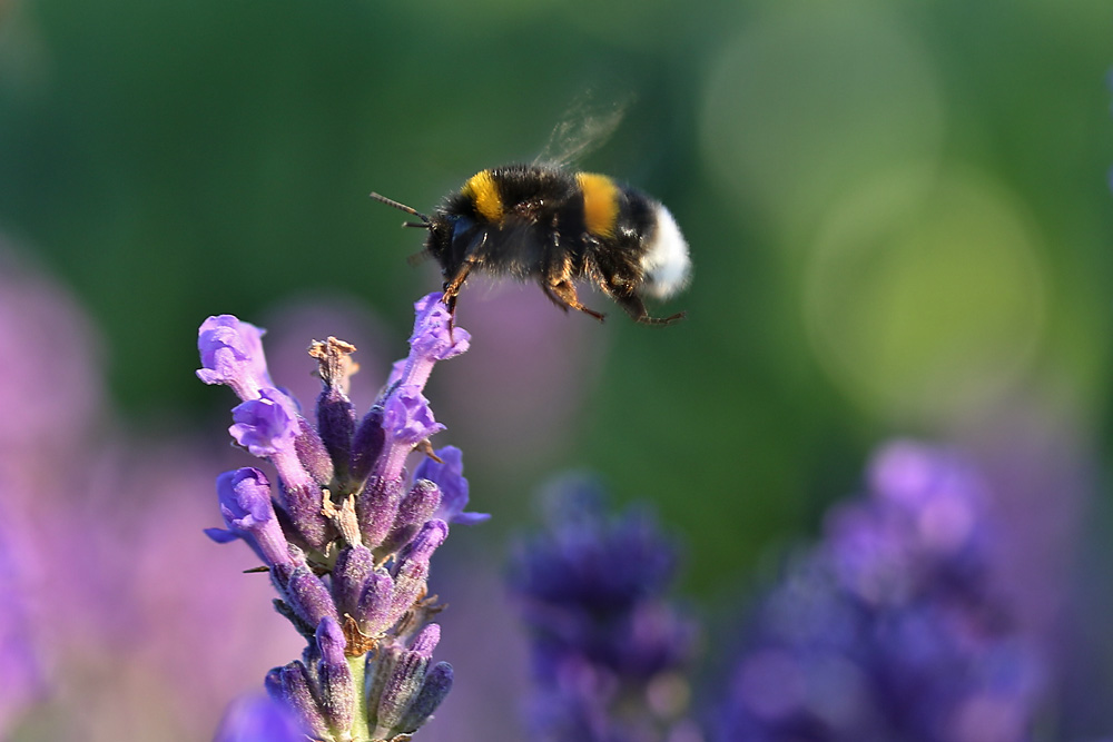 Hummel im Anflug auf die Lavendelblüte