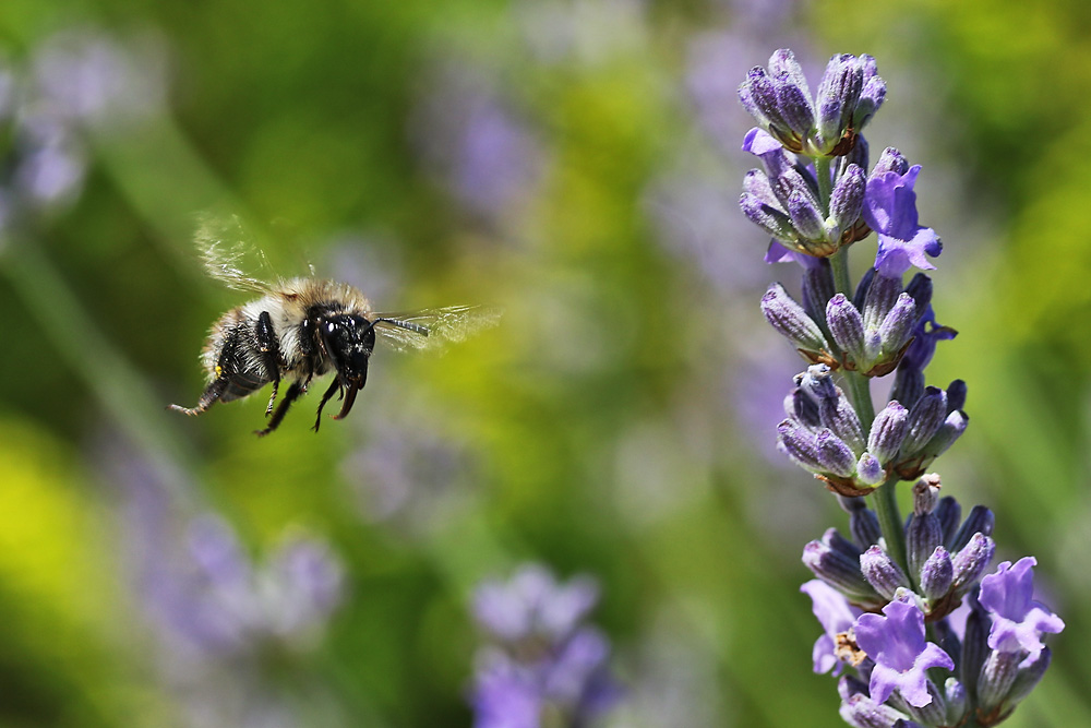 Hummel im Anflug auf die Lavendelblüten