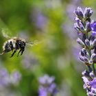 Hummel im Anflug auf die Lavendelblüten