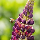 Hummel im Anflug auf die Lupinenblüten