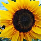 Hummel im Anflug auf die Sonnenblume