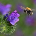 Hummel im Anflug auf eine Blüte