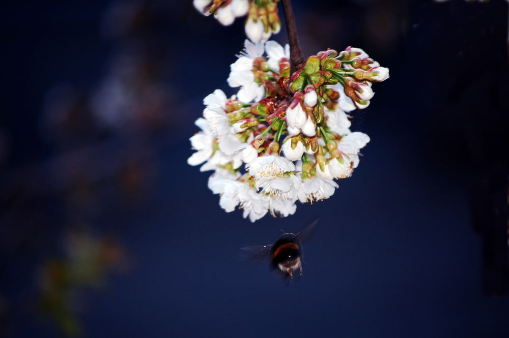 Hummel im Anflug auf eine Kirschblüte