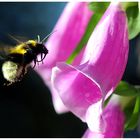 Hummel im Anflug auf Fingerhut