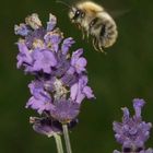 Hummel im Anflug auf Lavendelblüte