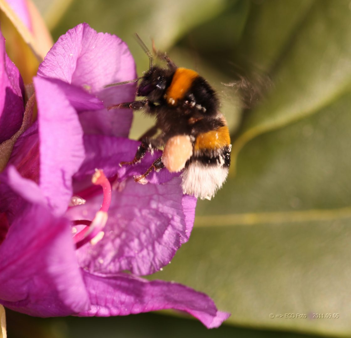 Hummel im Anflug auf Rhododendron